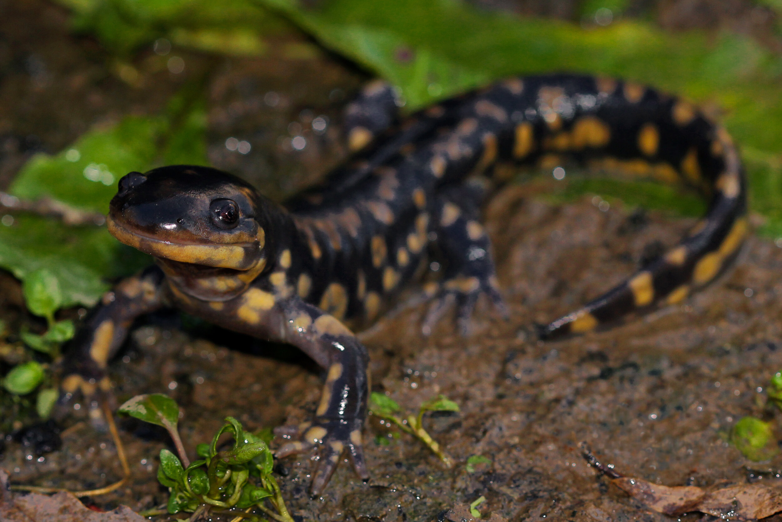 T*i様 Salamander 2023 This secretive creature is staging a comeback, but it depends on